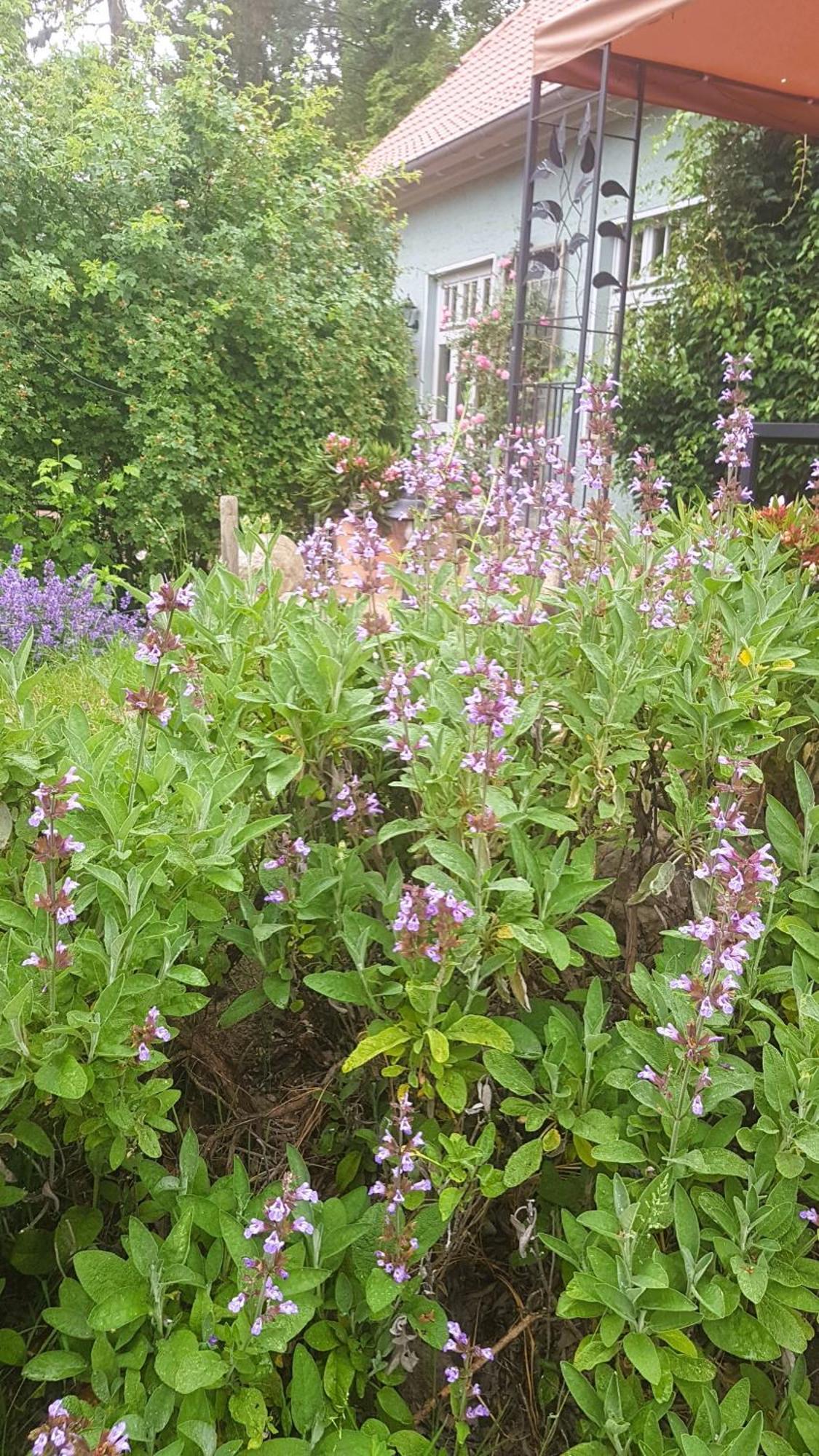 Ferienhaus Salvia Gremersdorf-Buchholz Экстерьер фото